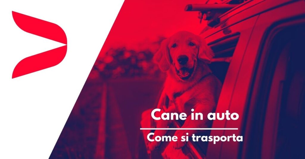 Cane Auto Trasporto